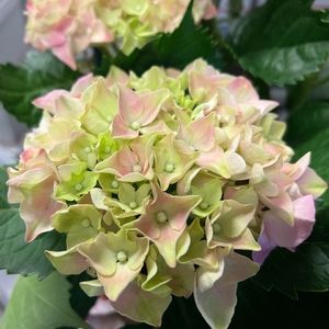 Meet your Posher, Paulette